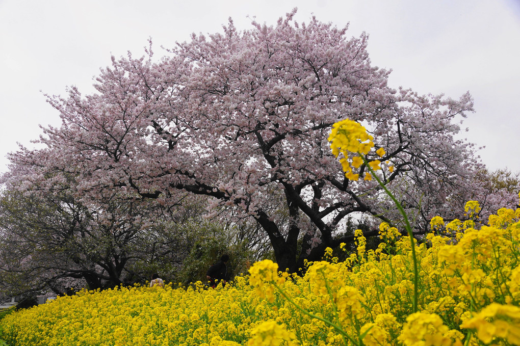 花の競演！！：相模三川公園