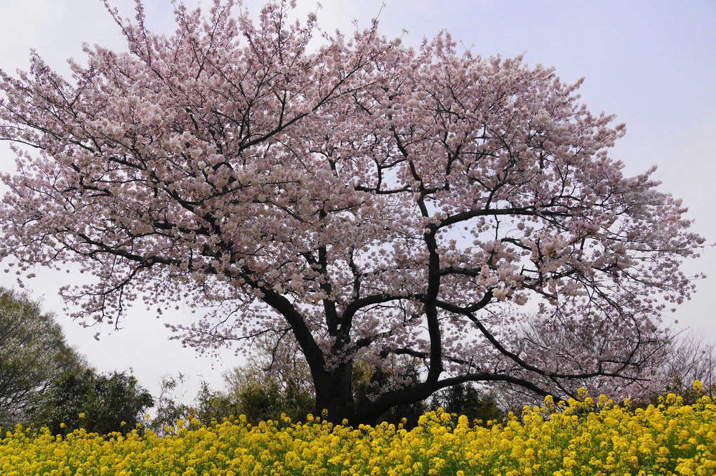 花の競演！！：相模三川公園