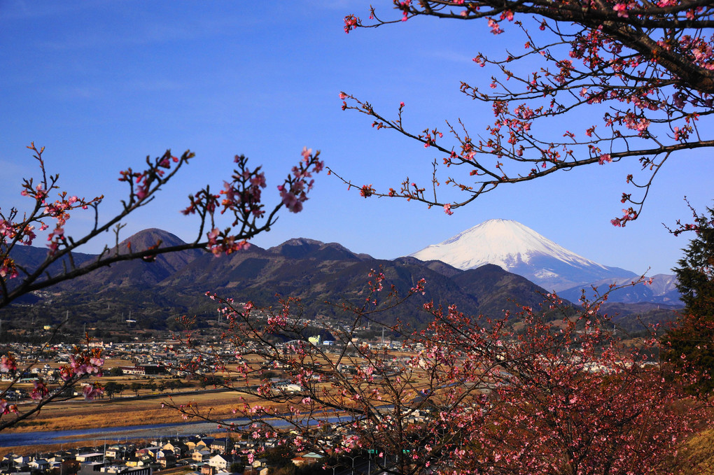 河津桜と富士！