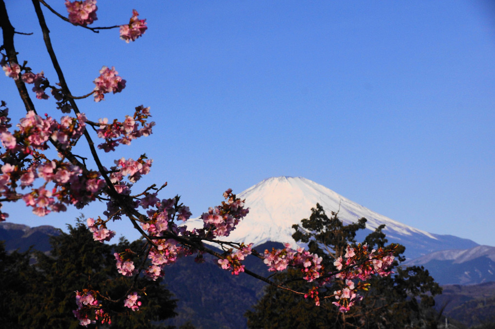 河津桜と富士：Ｐ2
