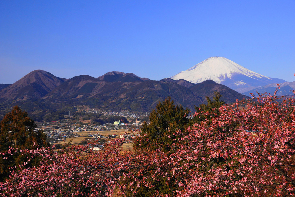 河津桜と富士：Ｐ2