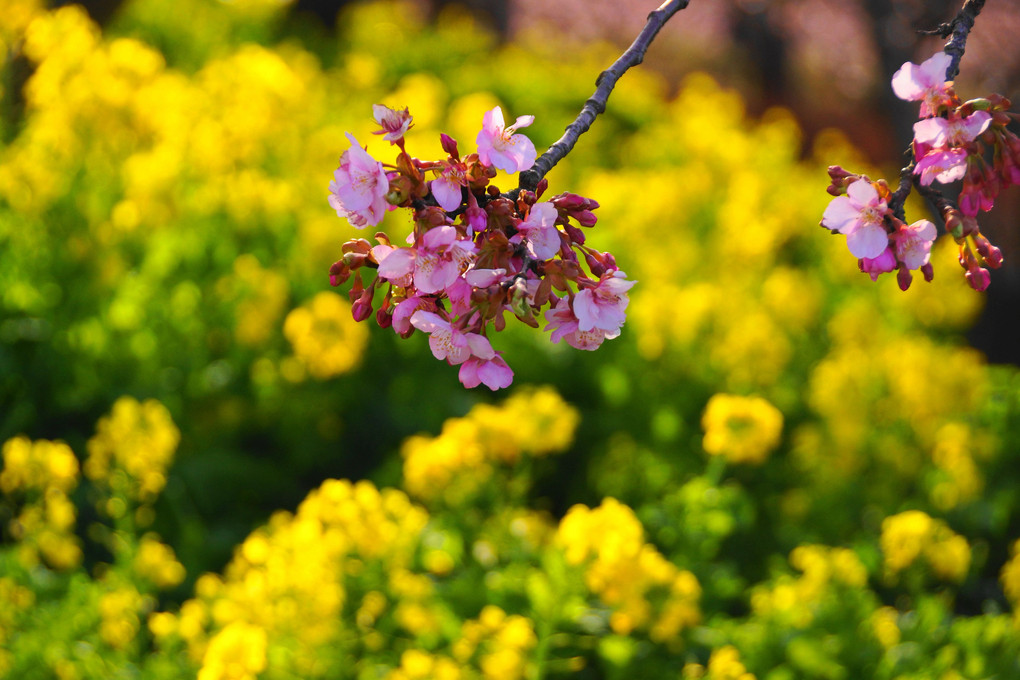 河津桜と菜の花！