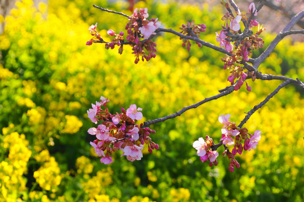 河津桜と菜の花！