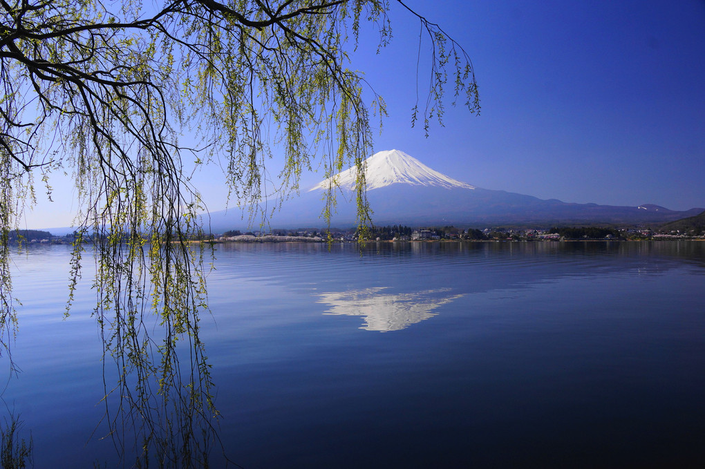 春の富士！：河口湖