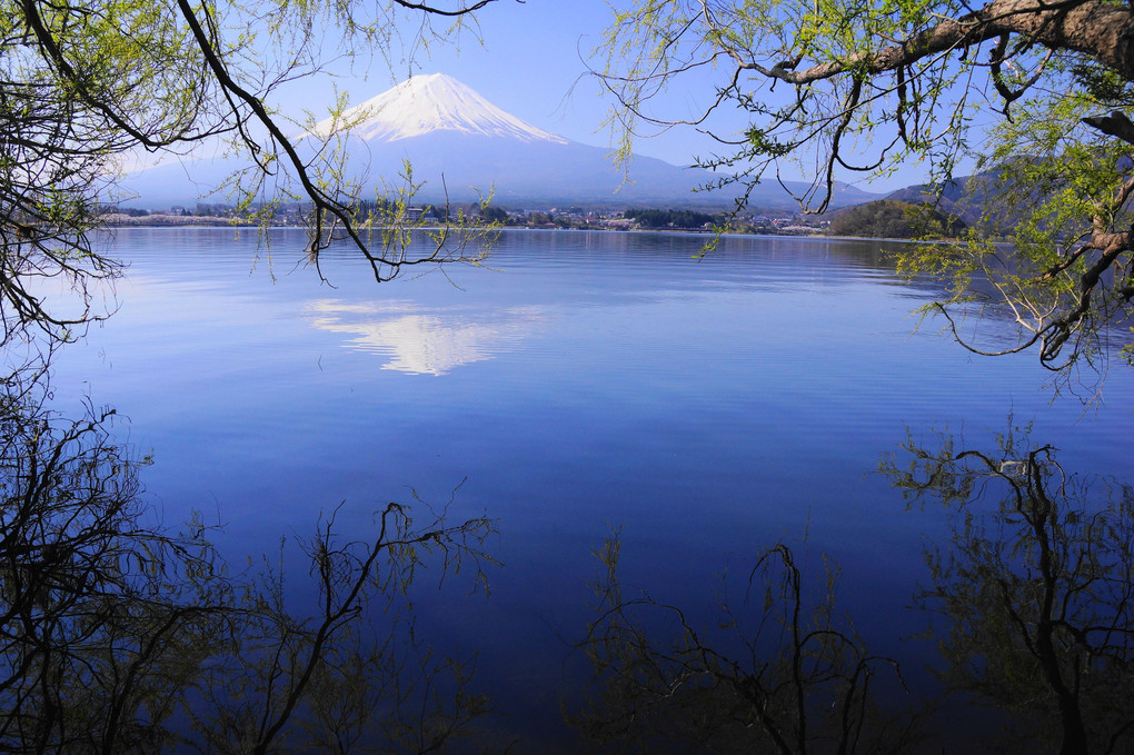 春の富士！：河口湖