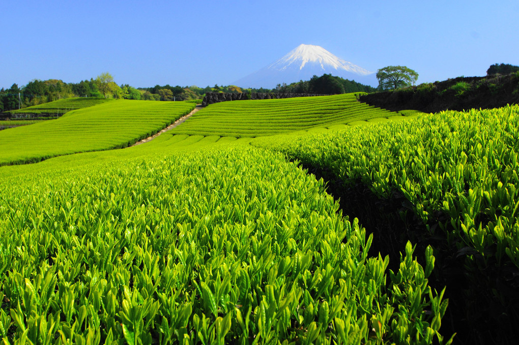茶畑と富士！：今宮