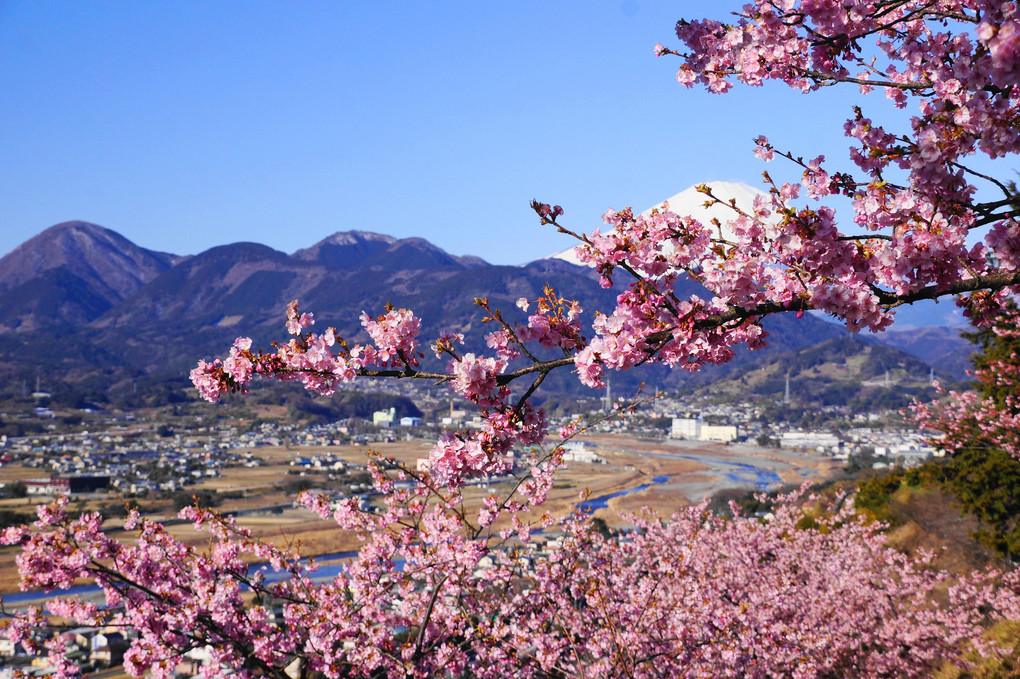 河津桜と富士！