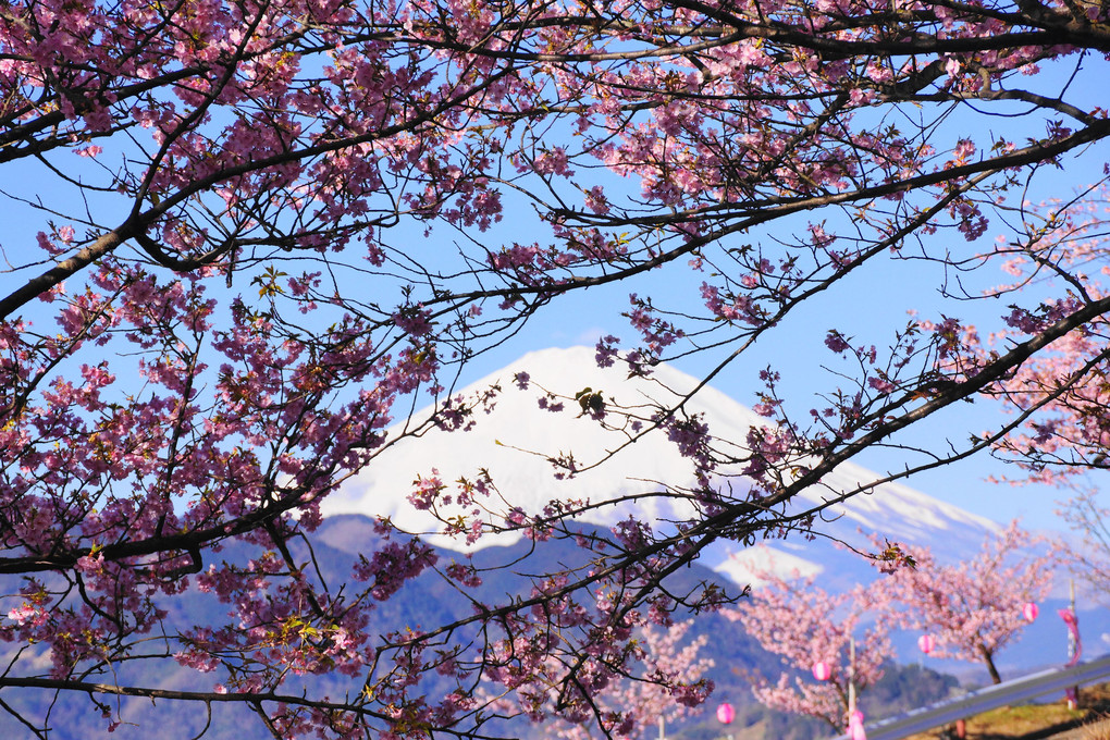 河津桜（3景）