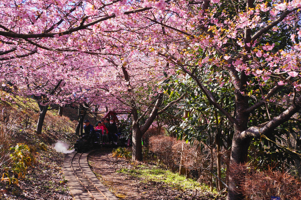 桜のトンネル！！