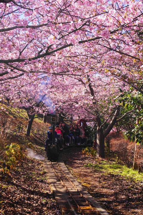 桜のトンネル！！