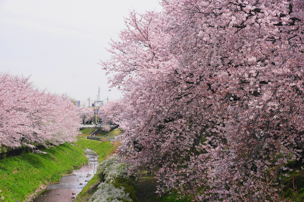 春爛漫！！：相模三川公園