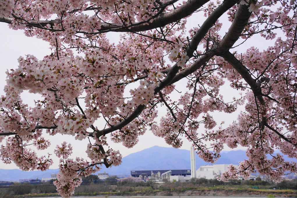 春爛漫！！：相模三川公園