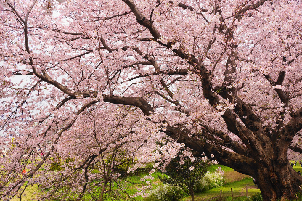 春爛漫！！：相模三川公園