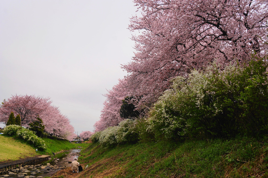 春爛漫！！：相模三川公園