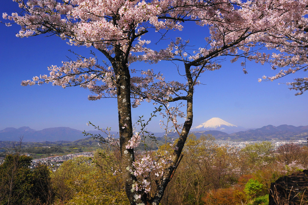 満開の桜と富士！