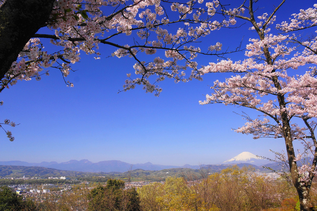 満開の桜と富士！