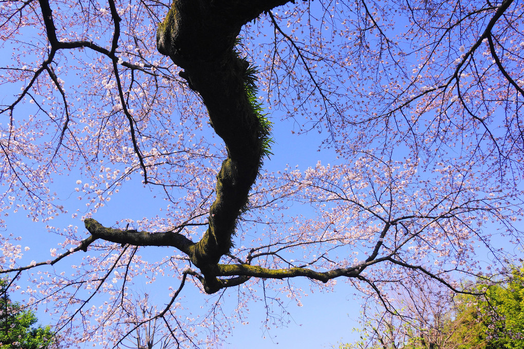 近所の桜！（5分咲き）