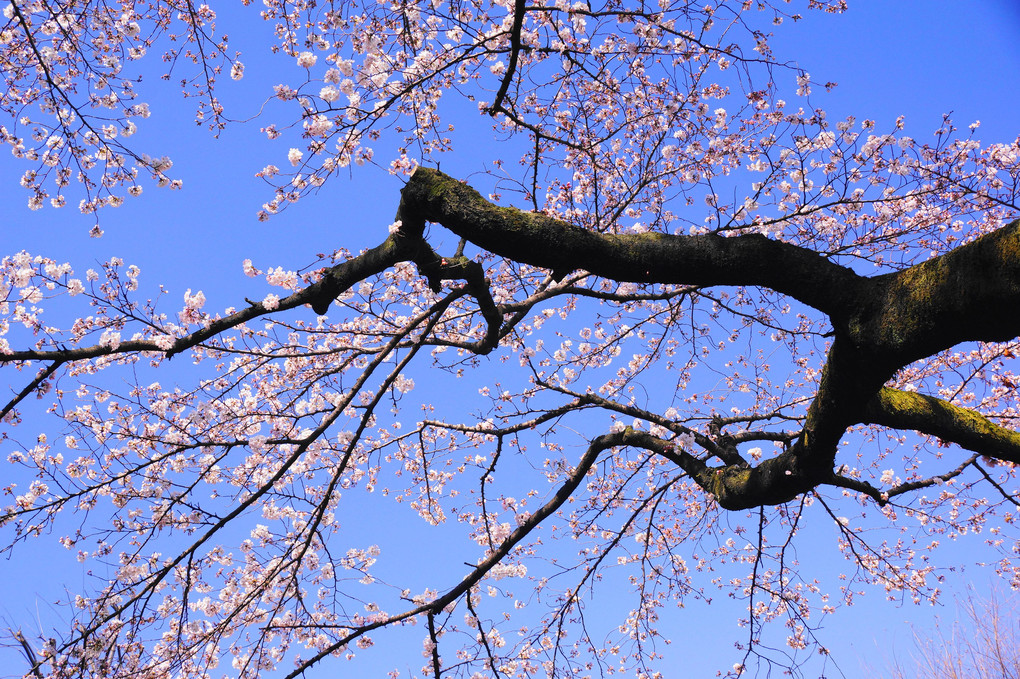 近所の桜！（5分咲き）