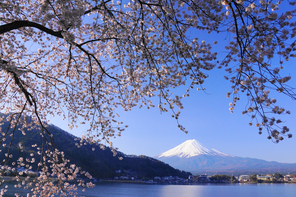 春の富士！：河口湖（産屋ケ崎地区）