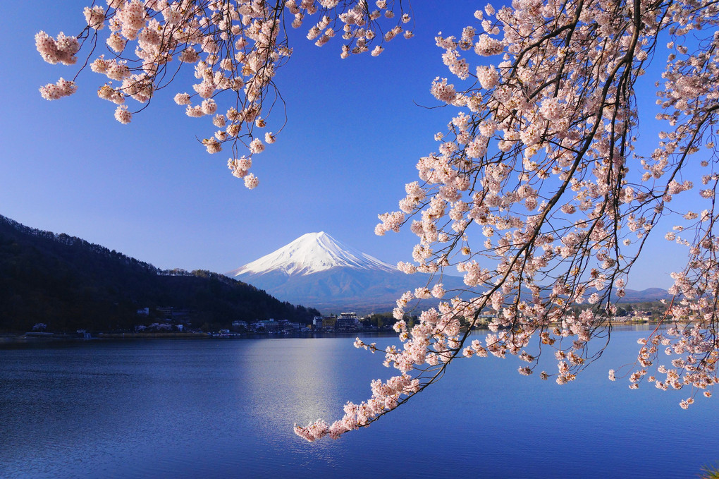春の富士！：河口湖（産屋ケ崎地区）