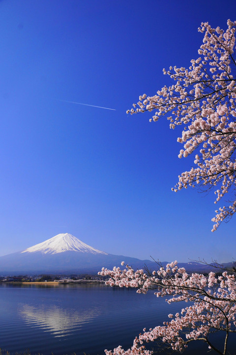 春の富士！：河口湖（長崎公園）