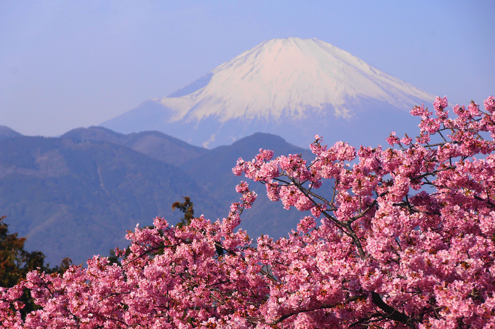 日本の美！！：春