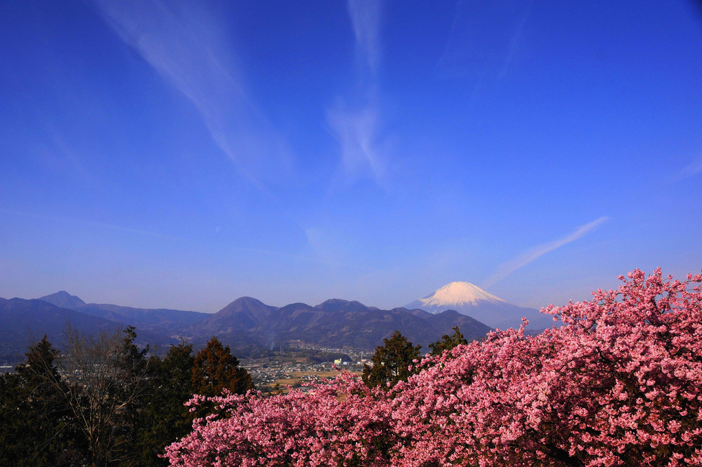 日本の美！！：春