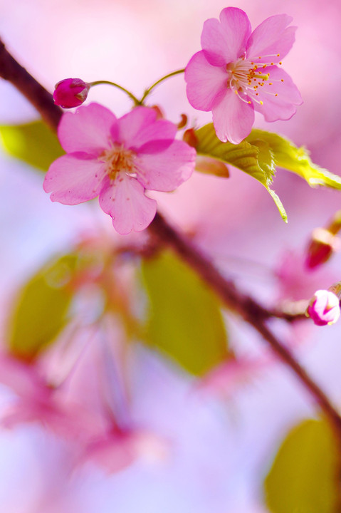 春めき桜！：P2