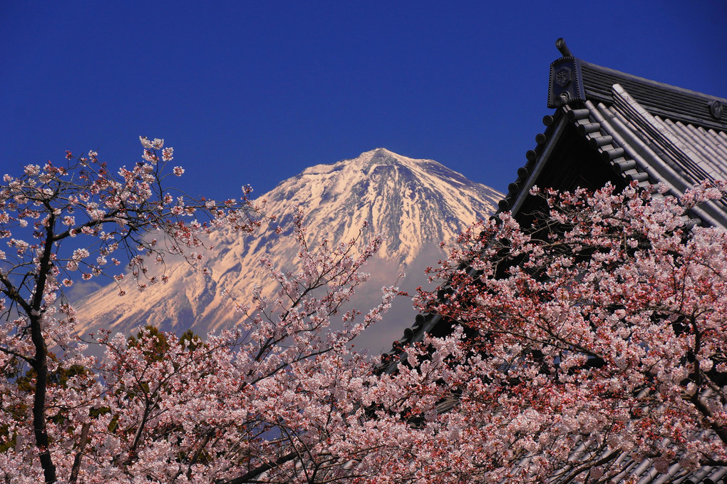 桜と富士！：大石寺