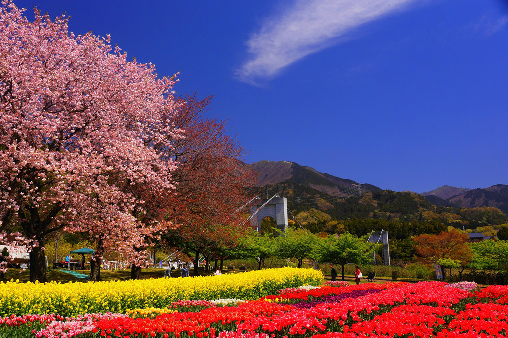 春を楽しむ！！：秦野戸川公園