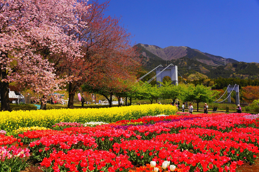 春を楽しむ！！：秦野戸川公園
