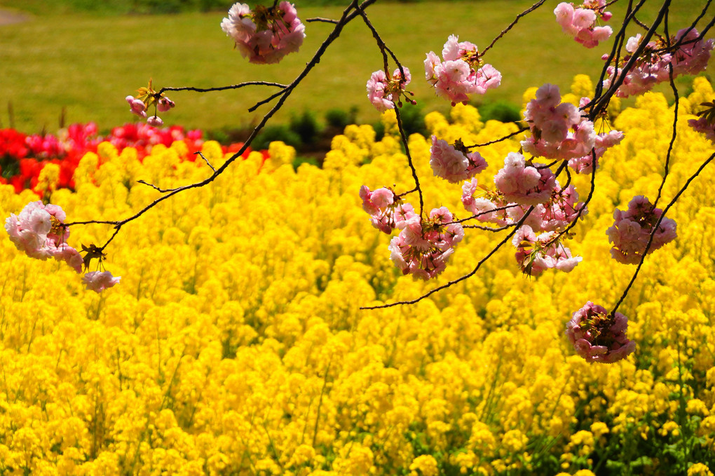 八重桜！