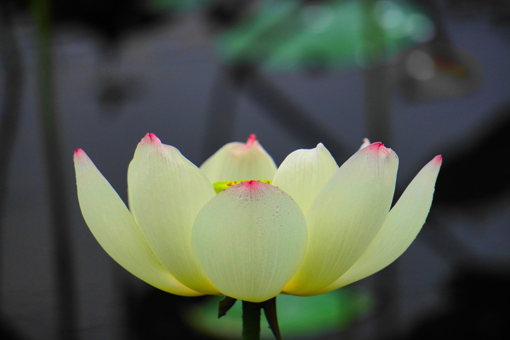 恥じらい！（ハスの花）