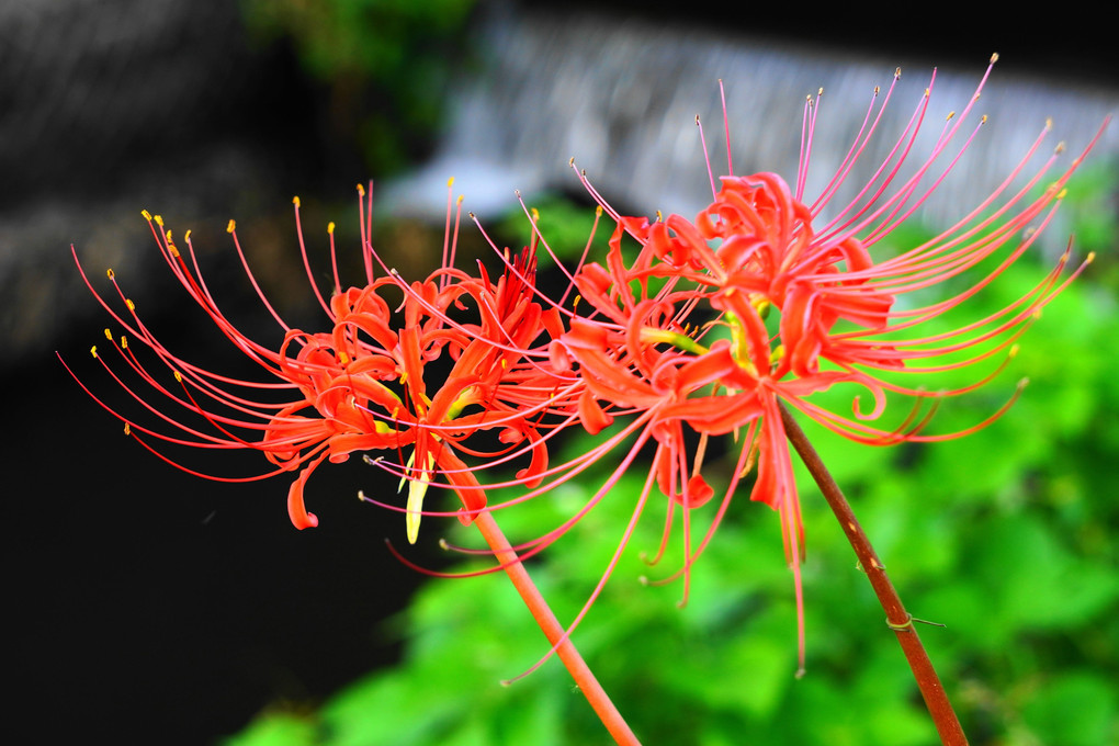 川べりに咲く曼殊沙華！