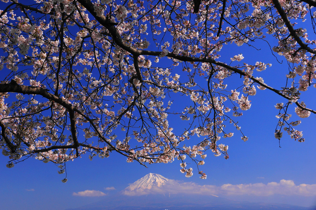 春爛漫：雁堤（富士川）：P1