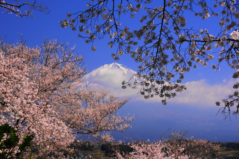 春爛漫！：興徳寺