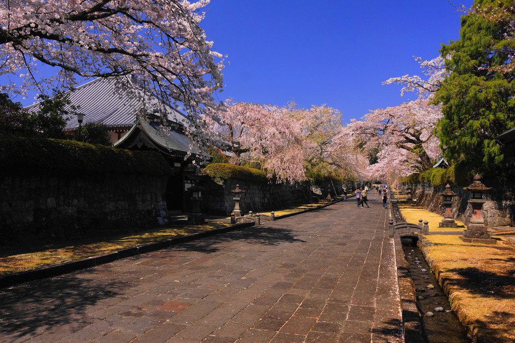 桜の参道：大石寺