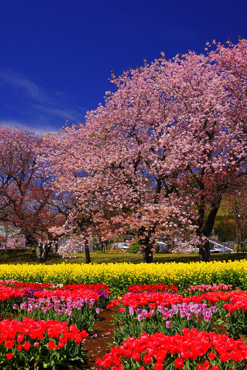花の競演！！：秦野戸川公園