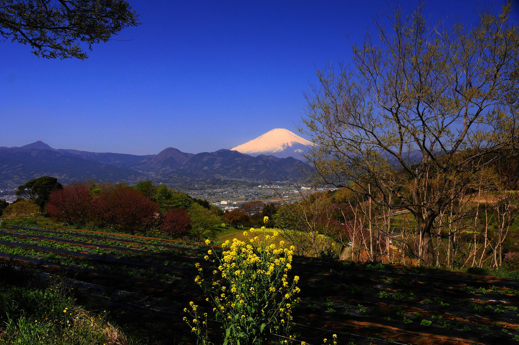 春の里山から望む富士！