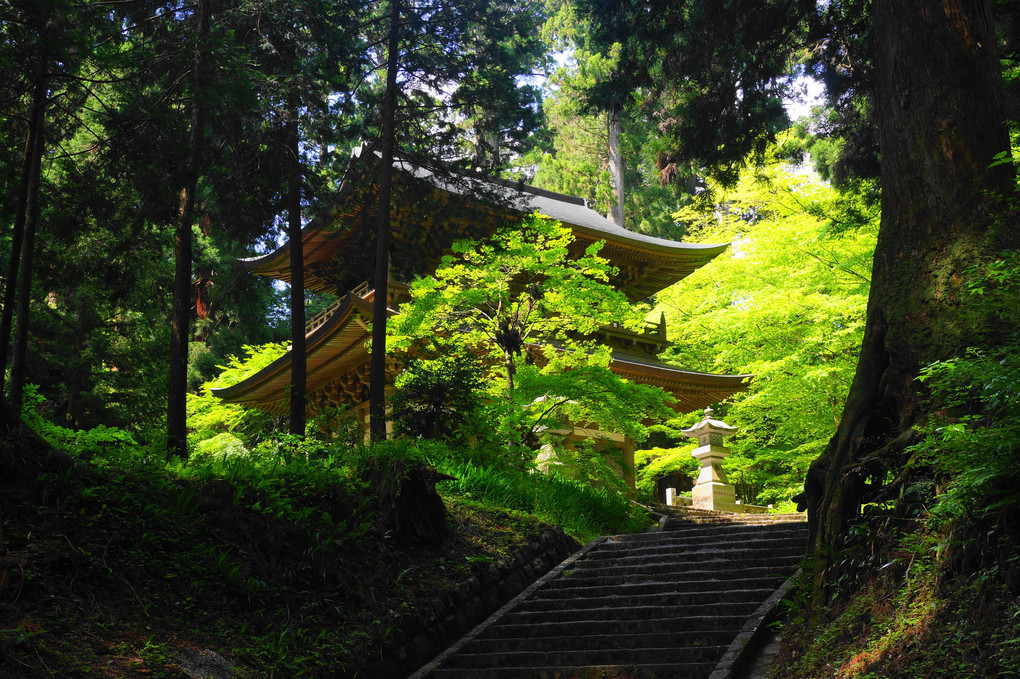 新緑に包まれた山門：最乗寺