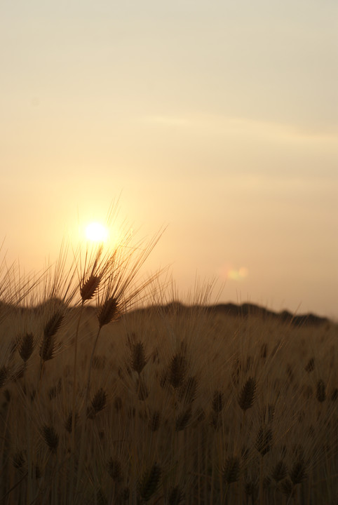 夕日の沈む麦畑