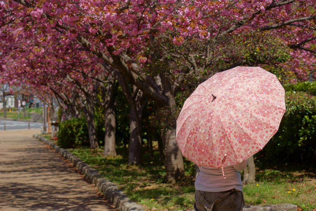 桜傘と八重桜街道
