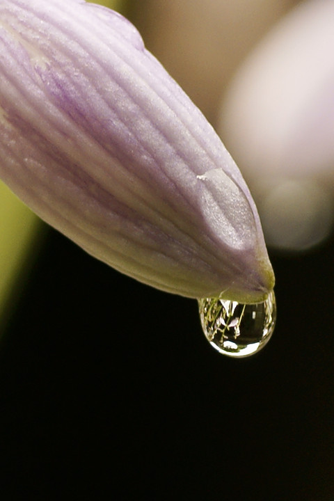 water ball　ON　Flower