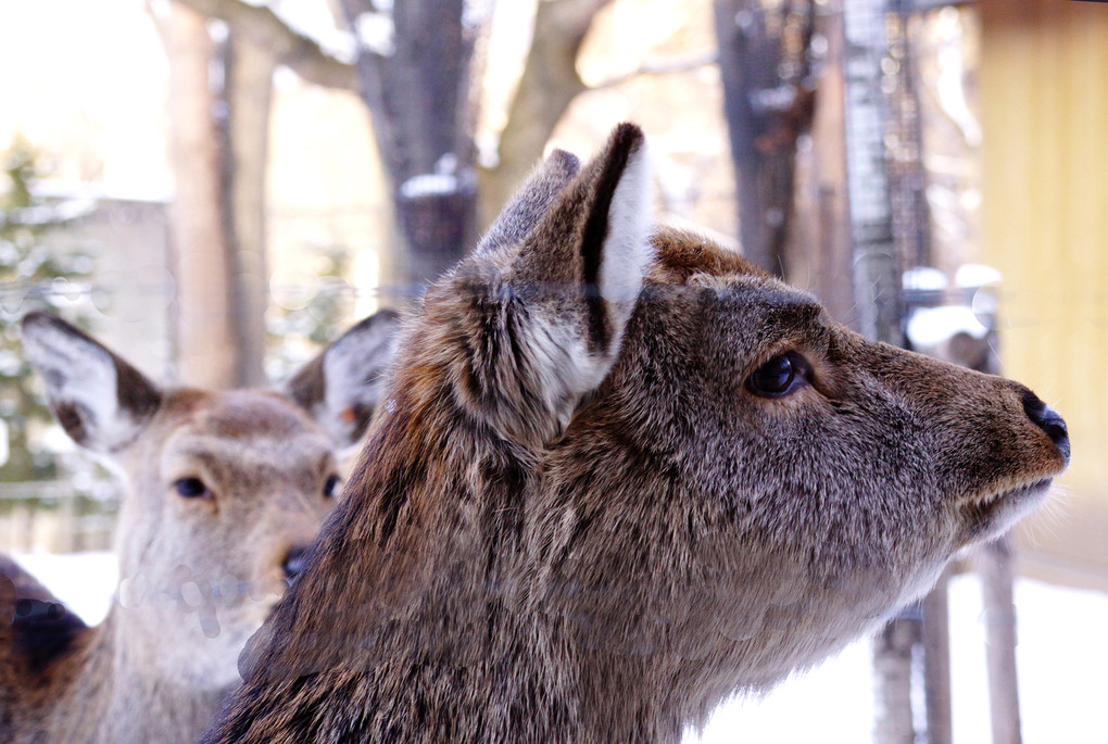 講師と行く　～札幌円山動物園で動物を印象的に撮る～