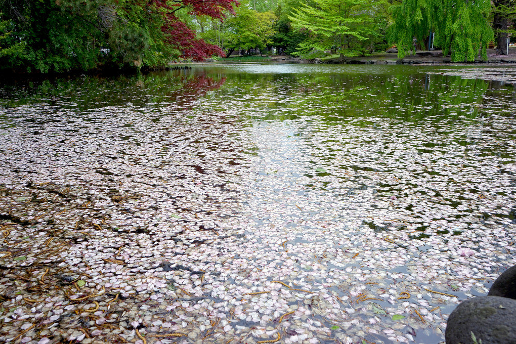 道庁の八重桜