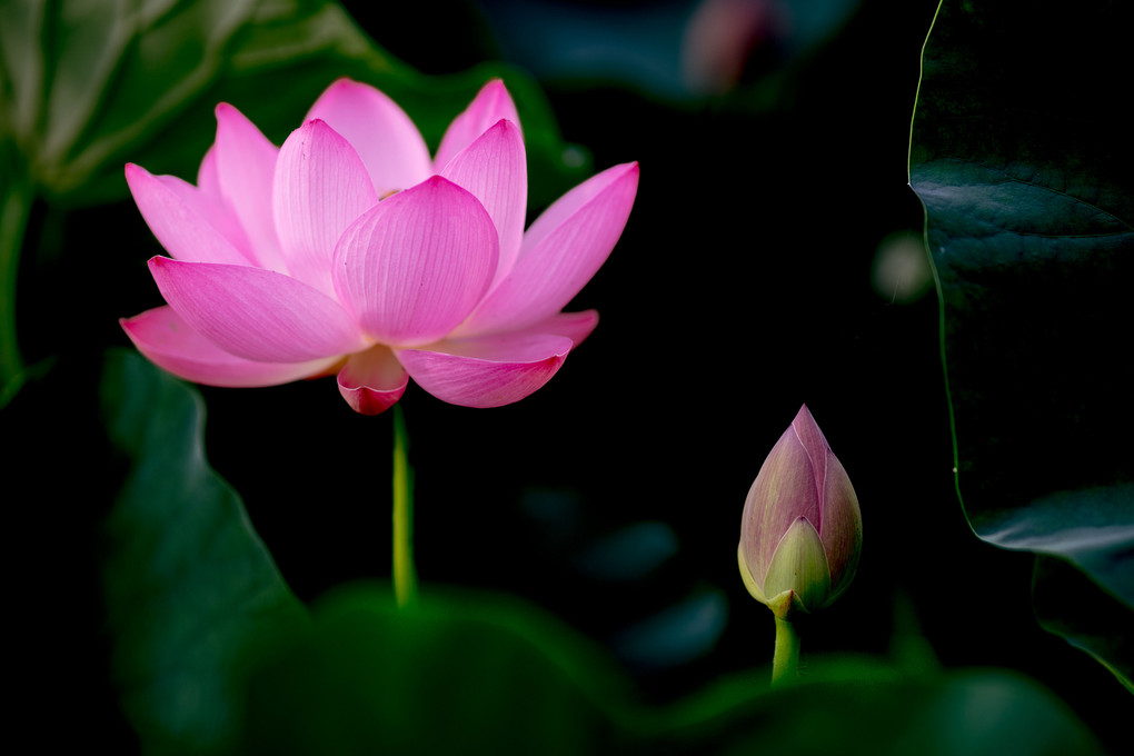 気高き花