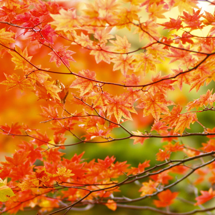 beautiful autumnal tints