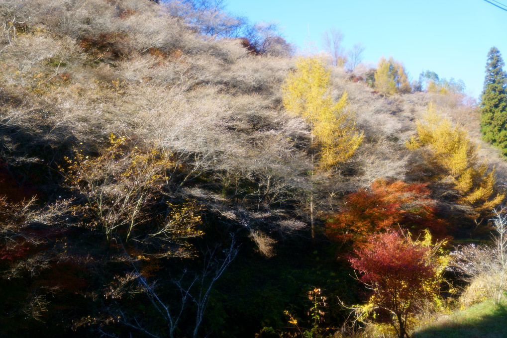 川見四季桜の里で秋散歩