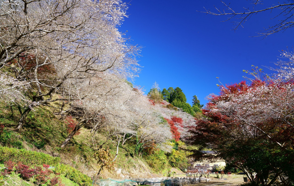 川見四季桜の里で秋散歩