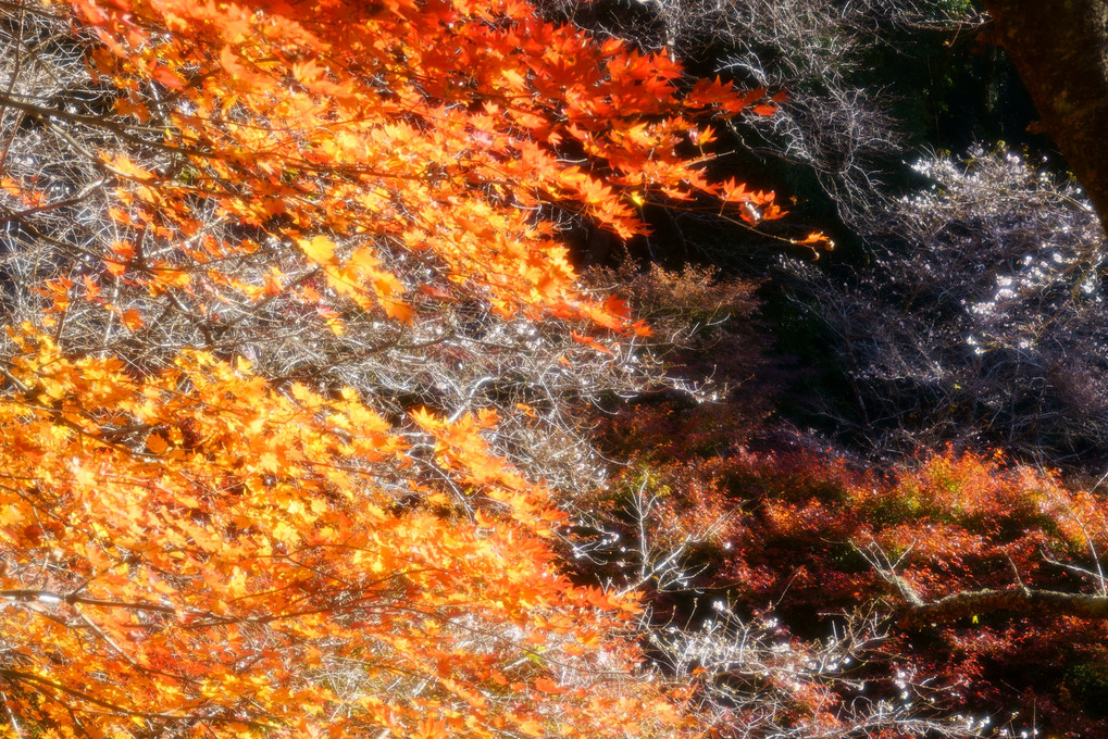 川見四季桜の里で秋散歩